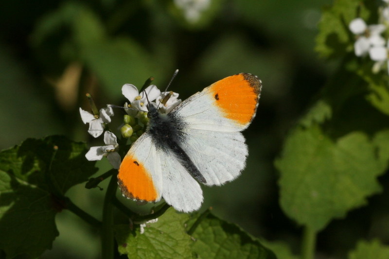 orange tip butterfly (Anthocharis cardamines); DISPLAY FULL IMAGE.