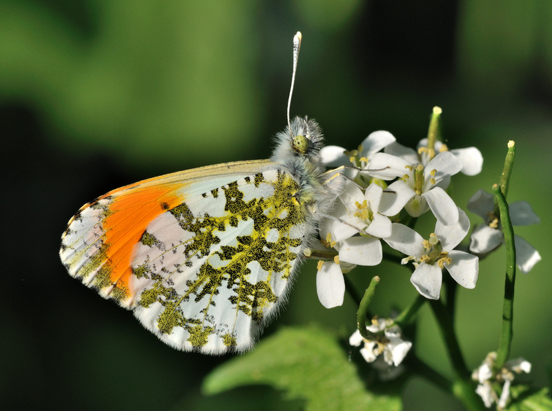 orange tip butterfly (Anthocharis cardamines); DISPLAY FULL IMAGE.