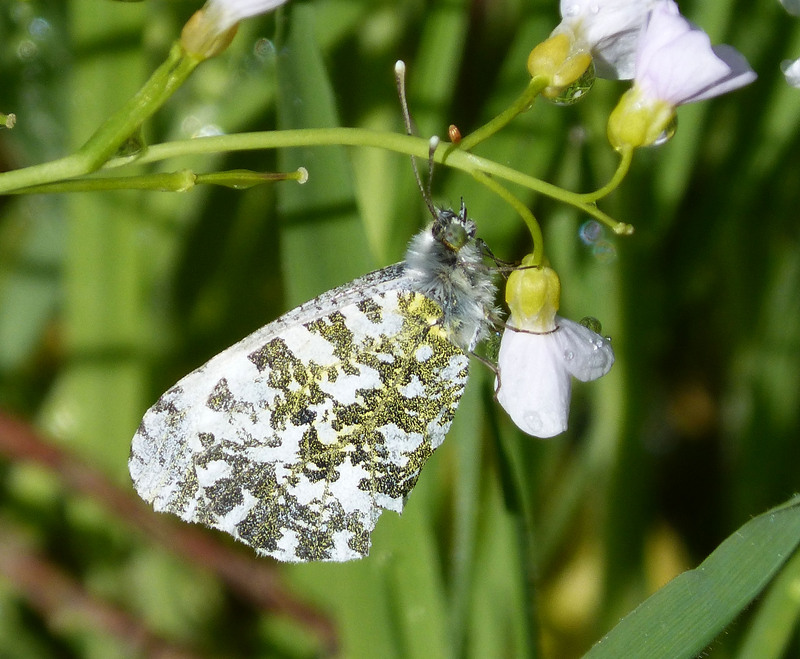 orange tip butterfly (Anthocharis cardamines); DISPLAY FULL IMAGE.