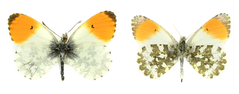 orange tip butterfly (Anthocharis cardamines); DISPLAY FULL IMAGE.