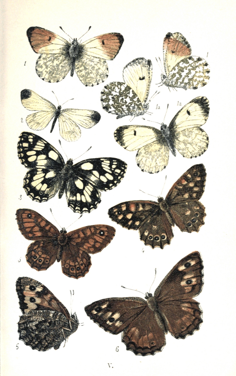 orange tip butterfly (Anthocharis cardamines), wood white (Leptidea sinapis), marbled white (Melanargia galathea), speckled wood (Pararge aegeria), wall brown (Lasiommata megera), rock grayling (Hipparchia semele); DISPLAY FULL IMAGE.