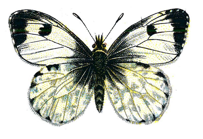 orange tip butterfly (Anthocharis cardamines); DISPLAY FULL IMAGE.