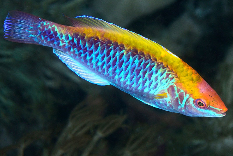 Lubbock's wrasse (Cirrhilabrus lubbocki); DISPLAY FULL IMAGE.