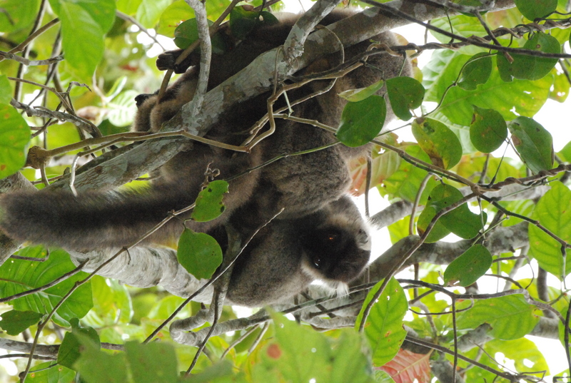 Sanford's brown lemur (Eulemur sanfordi); DISPLAY FULL IMAGE.