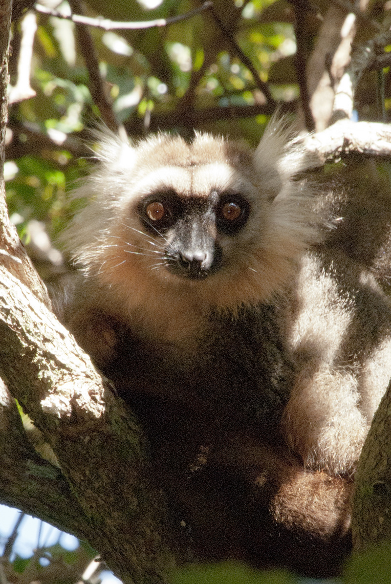 Sanford's brown lemur (Eulemur sanfordi); DISPLAY FULL IMAGE.