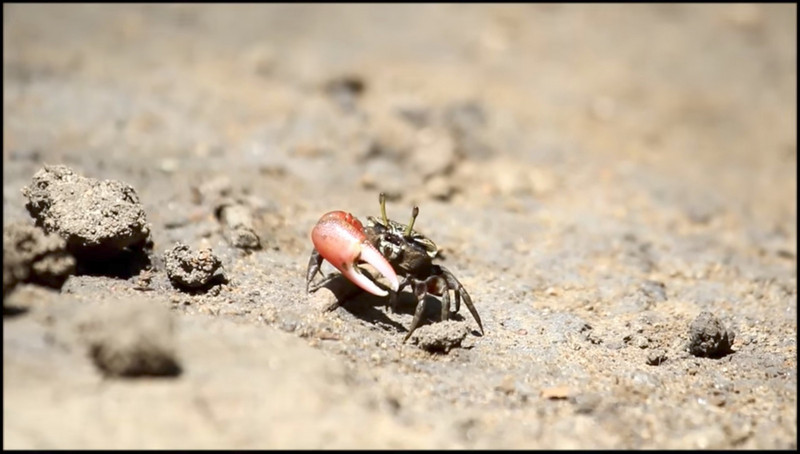 Inversed Fiddler Crab (Uca inversa); DISPLAY FULL IMAGE.