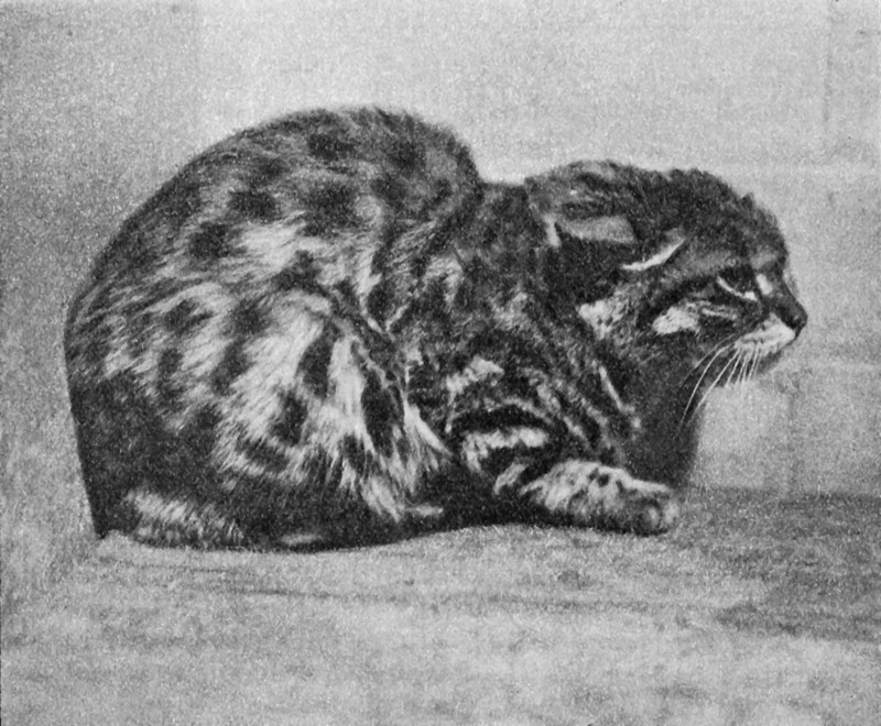 black-footed cat (Felis nigripes); DISPLAY FULL IMAGE.