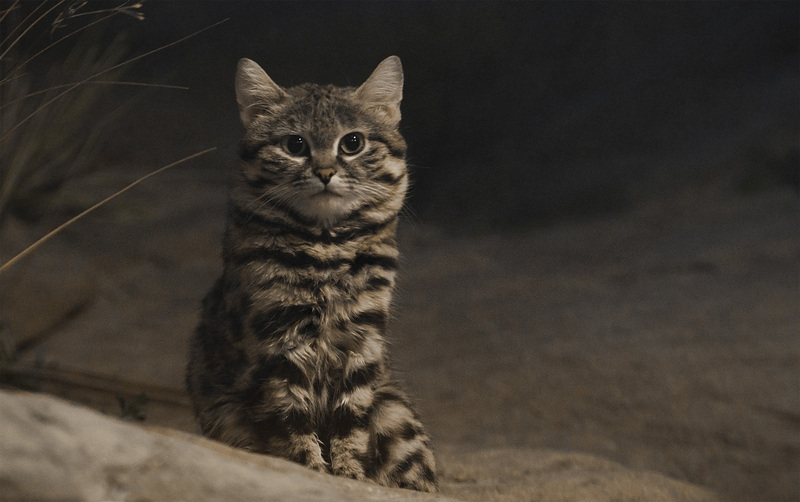 black-footed cat (Felis nigripes); DISPLAY FULL IMAGE.