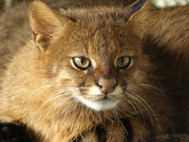 colocolo (Leopardus colocolo); DISPLAY FULL IMAGE.