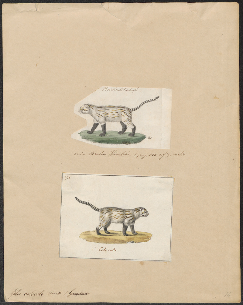 colocolo (Leopardus colocolo); DISPLAY FULL IMAGE.