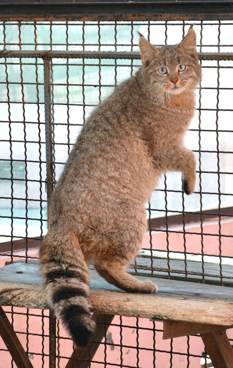 Chinese mountain cat (Felis bieti); DISPLAY FULL IMAGE.