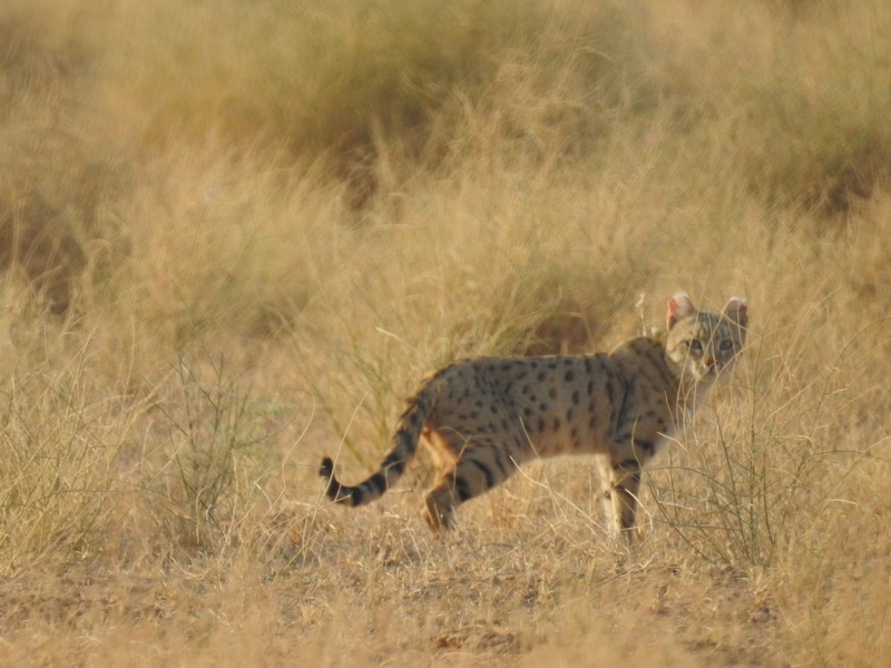 Asiatic wildcat (Felis silvestris ornata); DISPLAY FULL IMAGE.