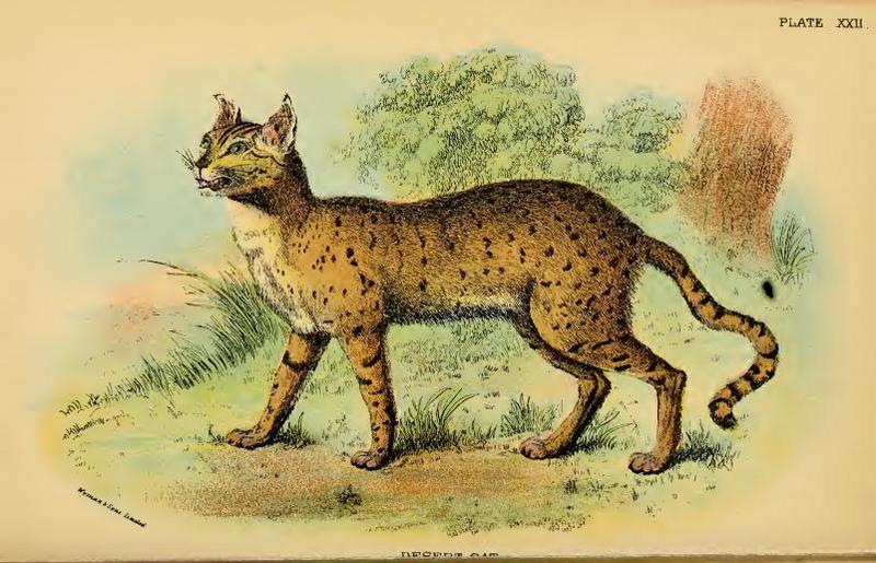 Asiatic wildcat (Felis silvestris ornata); DISPLAY FULL IMAGE.