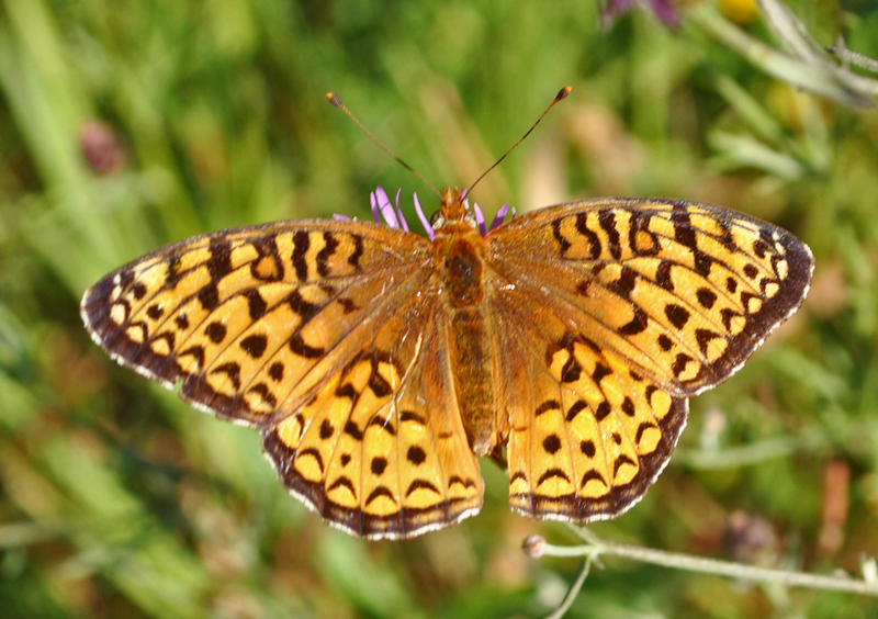 Atlantis fritillary (Speyeria atlantis); DISPLAY FULL IMAGE.