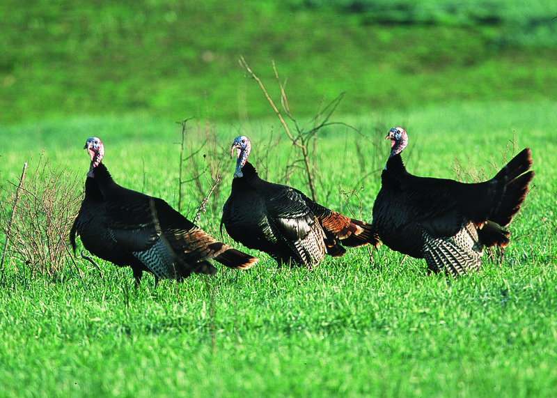 wild turkey (Meleagris gallopavo); DISPLAY FULL IMAGE.