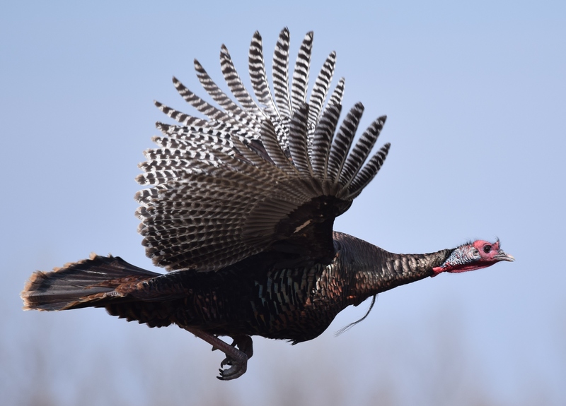 wild turkey (Meleagris gallopavo); DISPLAY FULL IMAGE.