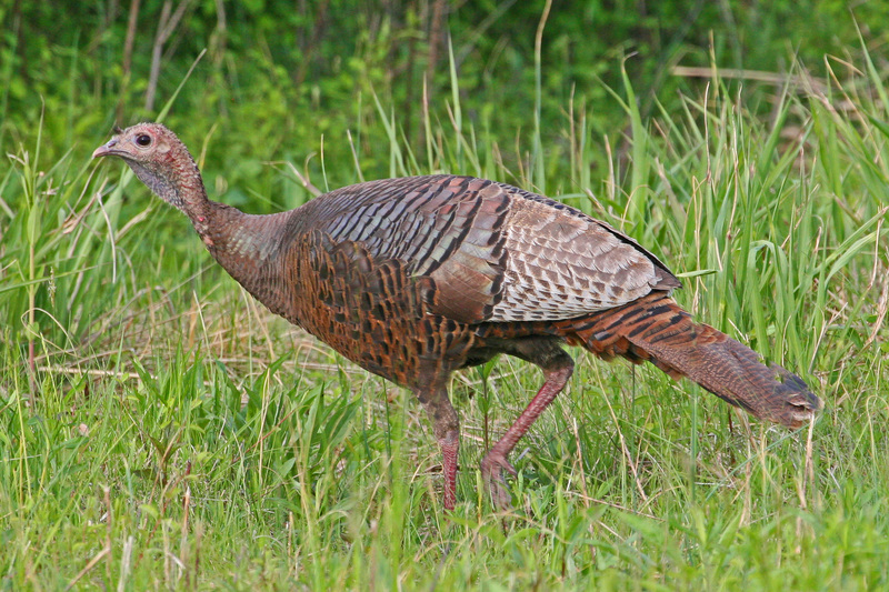 wild turkey (Meleagris gallopavo); DISPLAY FULL IMAGE.