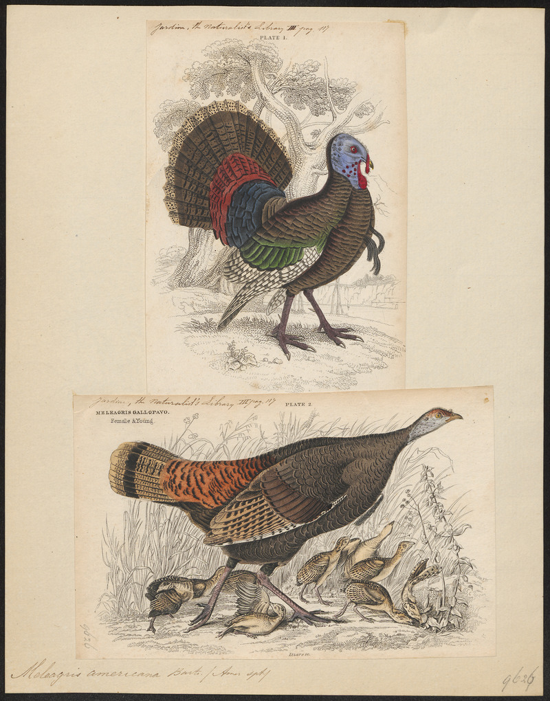 wild turkey (Meleagris gallopavo); DISPLAY FULL IMAGE.