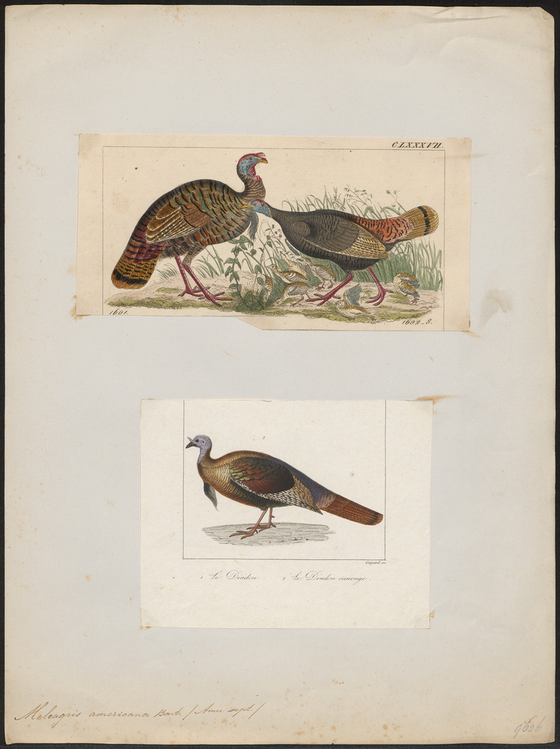 wild turkey (Meleagris gallopavo); DISPLAY FULL IMAGE.