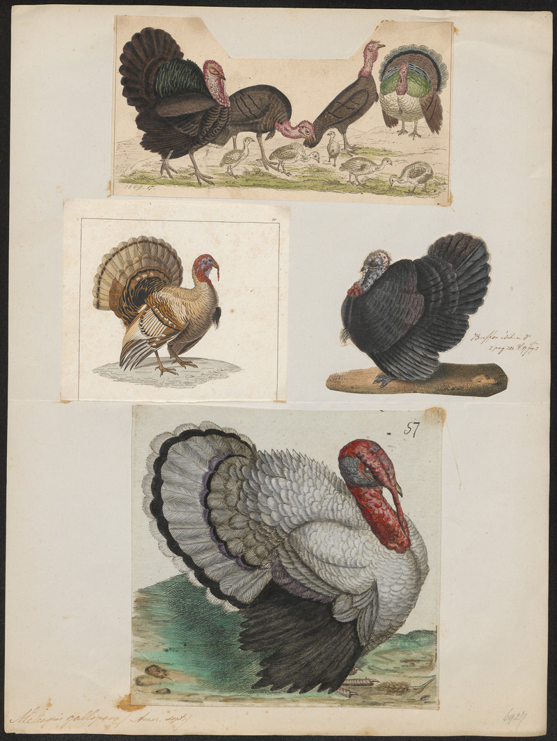 wild turkey (Meleagris gallopavo); DISPLAY FULL IMAGE.