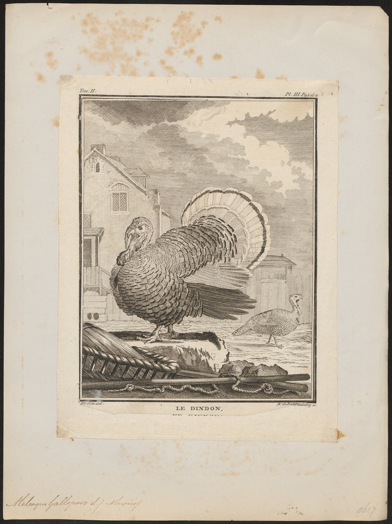 wild turkey (Meleagris gallopavo); DISPLAY FULL IMAGE.
