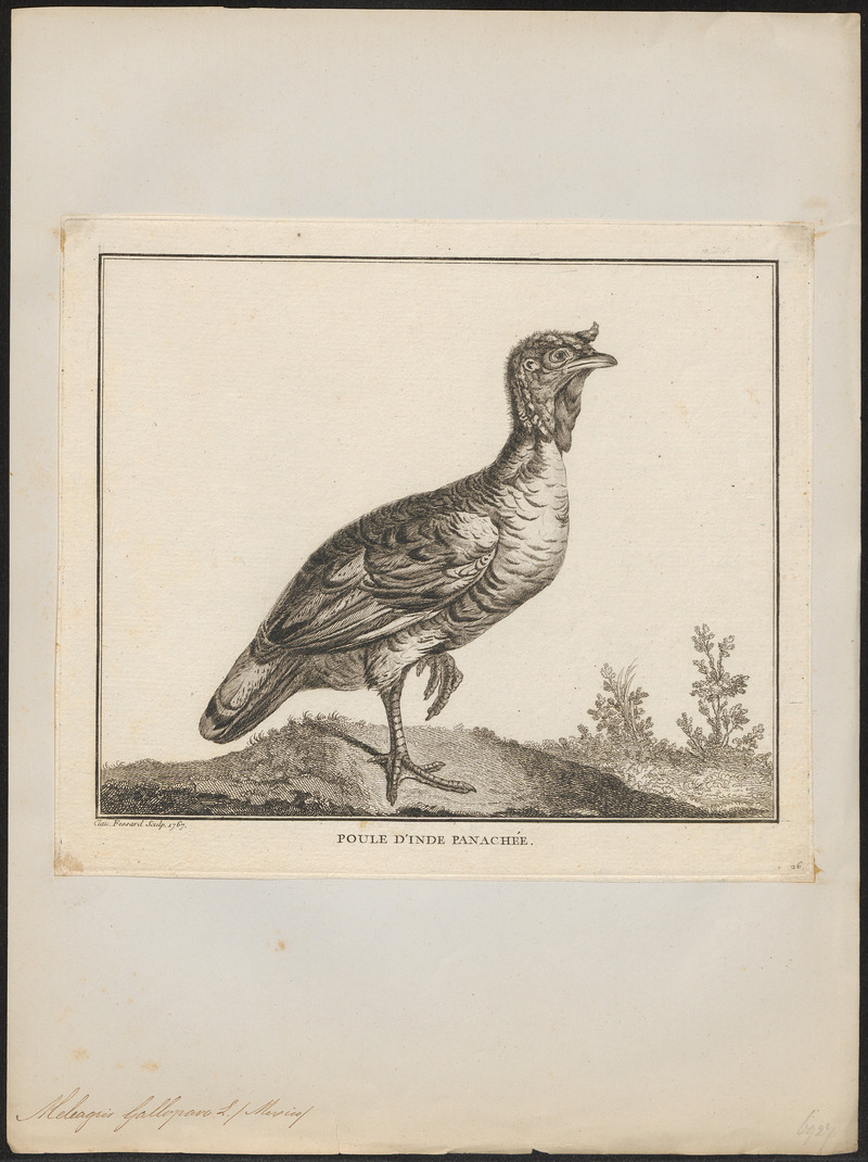 wild turkey (Meleagris gallopavo); DISPLAY FULL IMAGE.