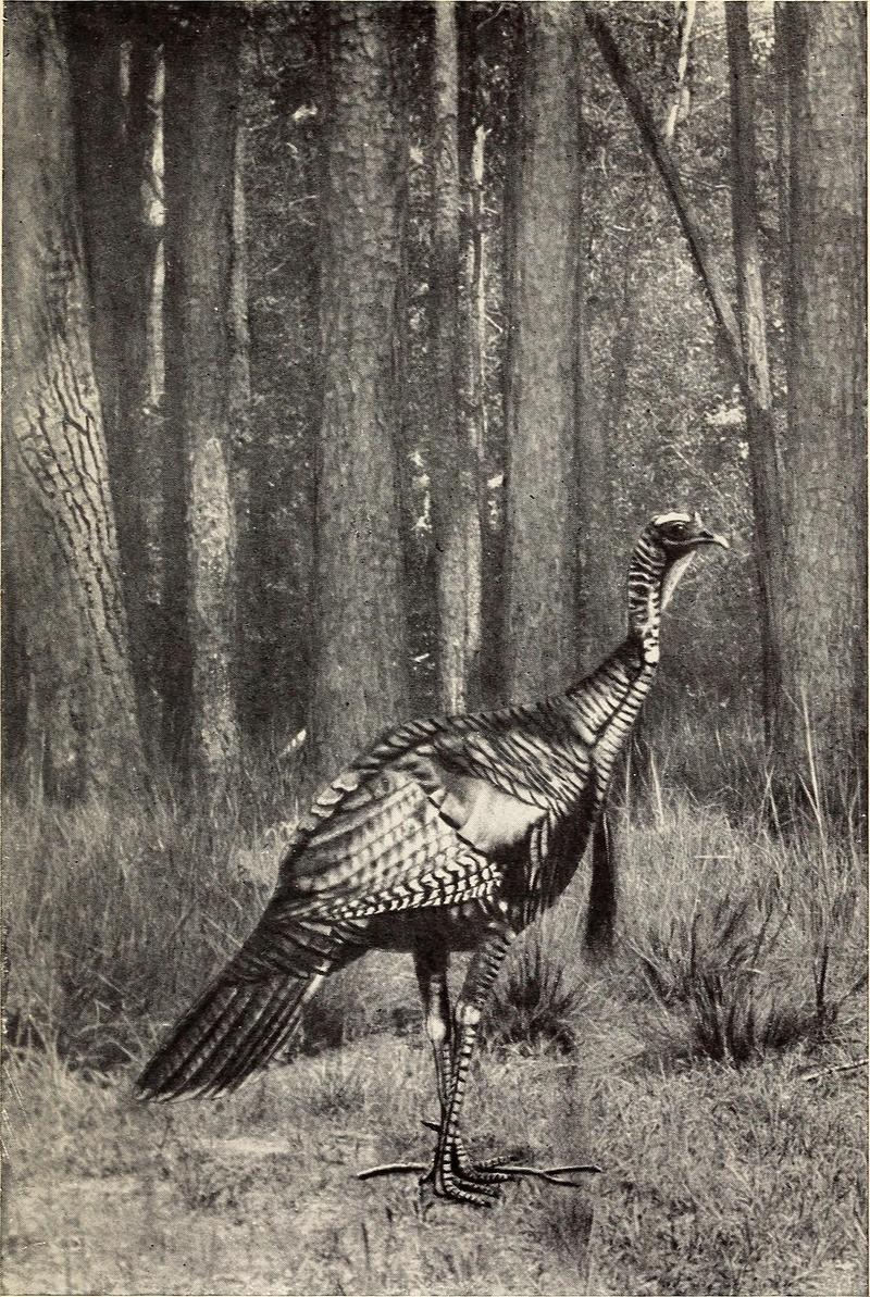 wild turkey (Meleagris gallopavo); DISPLAY FULL IMAGE.