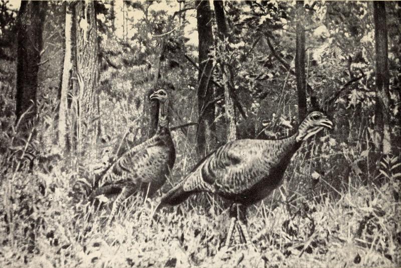 wild turkey (Meleagris gallopavo); DISPLAY FULL IMAGE.