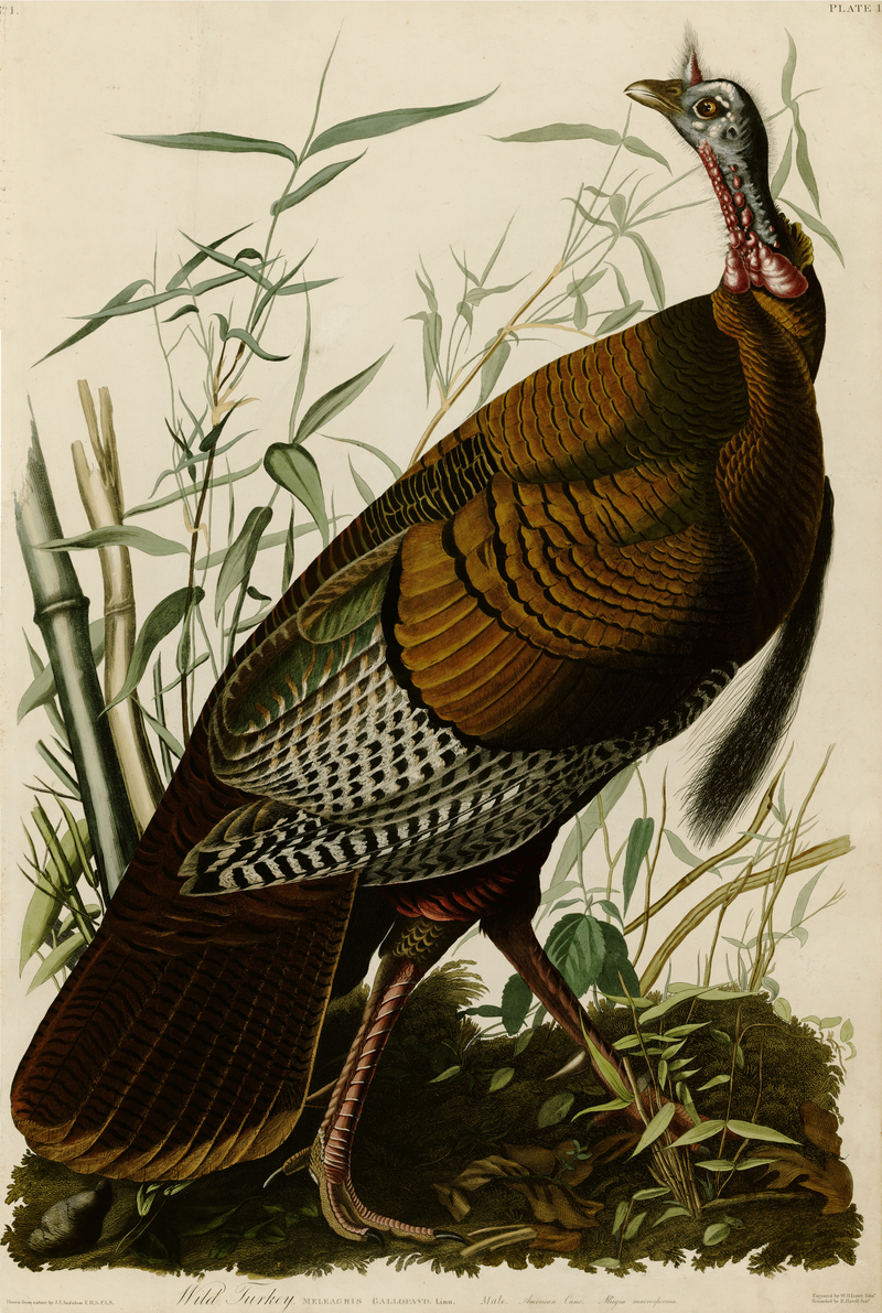 wild turkey (Meleagris gallopavo); DISPLAY FULL IMAGE.