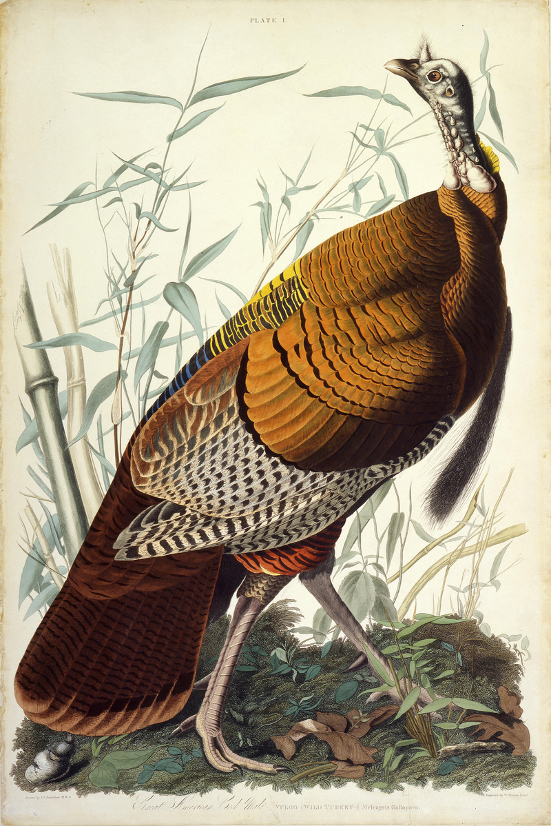 wild turkey (Meleagris gallopavo); DISPLAY FULL IMAGE.