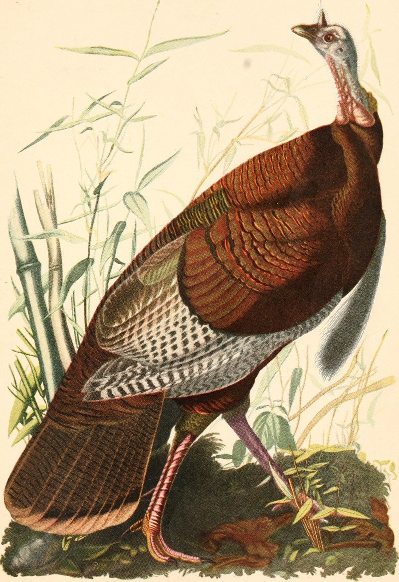 wild turkey (Meleagris gallopavo); DISPLAY FULL IMAGE.