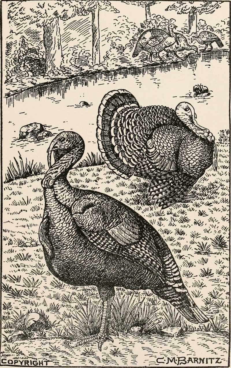 wild turkey (Meleagris gallopavo); DISPLAY FULL IMAGE.