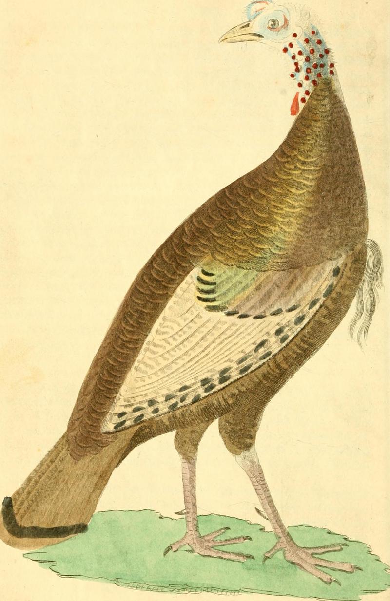 wild turkey (Meleagris gallopavo); DISPLAY FULL IMAGE.