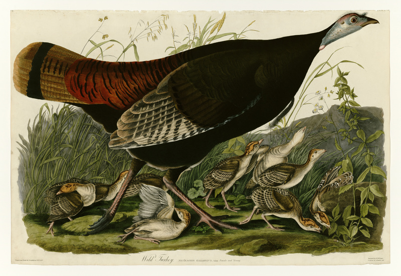 wild turkey (Meleagris gallopavo); DISPLAY FULL IMAGE.