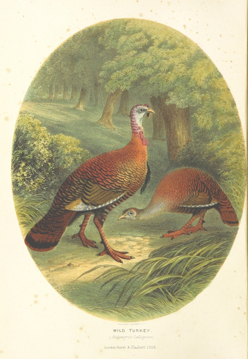 wild turkey (Meleagris gallopavo); DISPLAY FULL IMAGE.