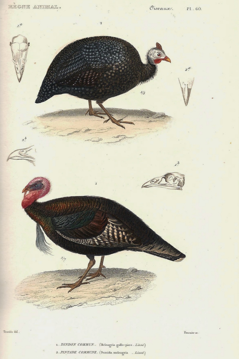 helmeted guineafowl (Numida meleagris), wild turkey (Meleagris gallopavo); DISPLAY FULL IMAGE.