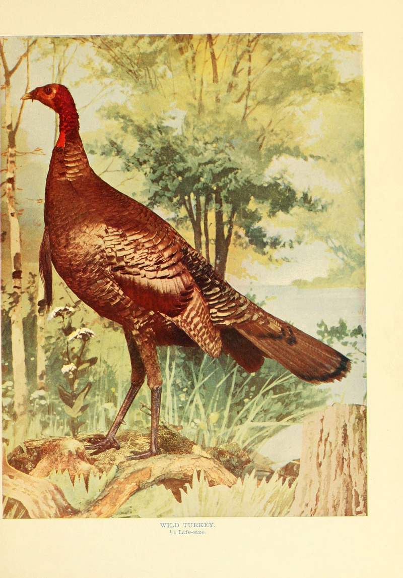 wild turkey (Meleagris gallopavo); DISPLAY FULL IMAGE.