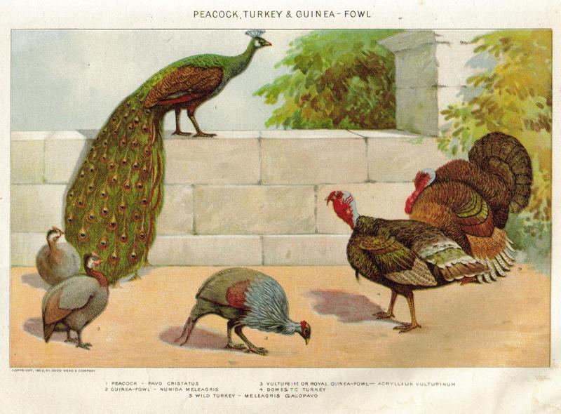 Indian peafowl (Pavo cristatus), helmeted guineafowl (Numida meleagris), vulturine guineafowl (Acryllium vulturinum), domesticated turkey (Meleagris gallopavo), wild turkey (Meleagris gallopavo); DISPLAY FULL IMAGE.