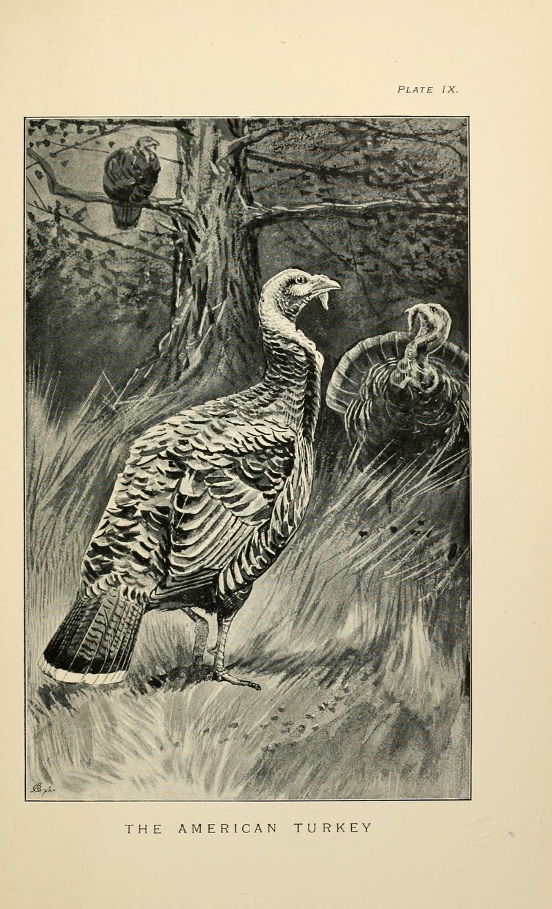 wild turkey (Meleagris gallopavo); DISPLAY FULL IMAGE.