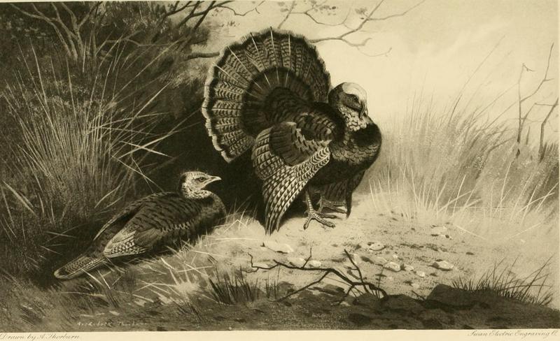 wild turkey (Meleagris gallopavo); DISPLAY FULL IMAGE.