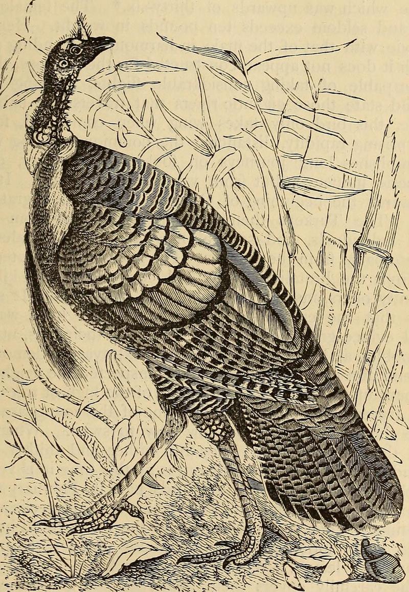 wild turkey (Meleagris gallopavo); DISPLAY FULL IMAGE.