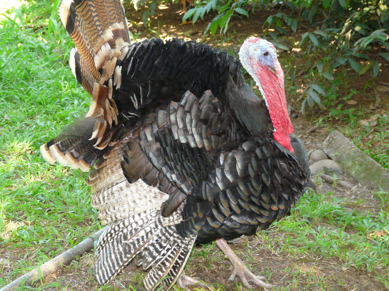 domesticated turkey (Meleagris gallopavo); DISPLAY FULL IMAGE.