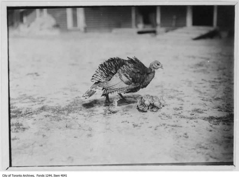 domesticated turkey (Meleagris gallopavo); DISPLAY FULL IMAGE.