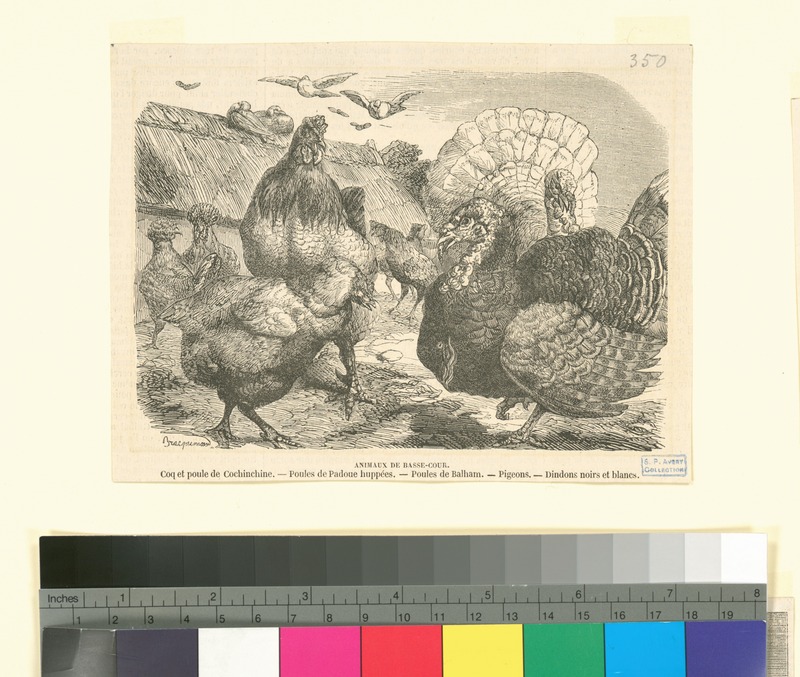 domesticated turkey (Meleagris gallopavo); DISPLAY FULL IMAGE.