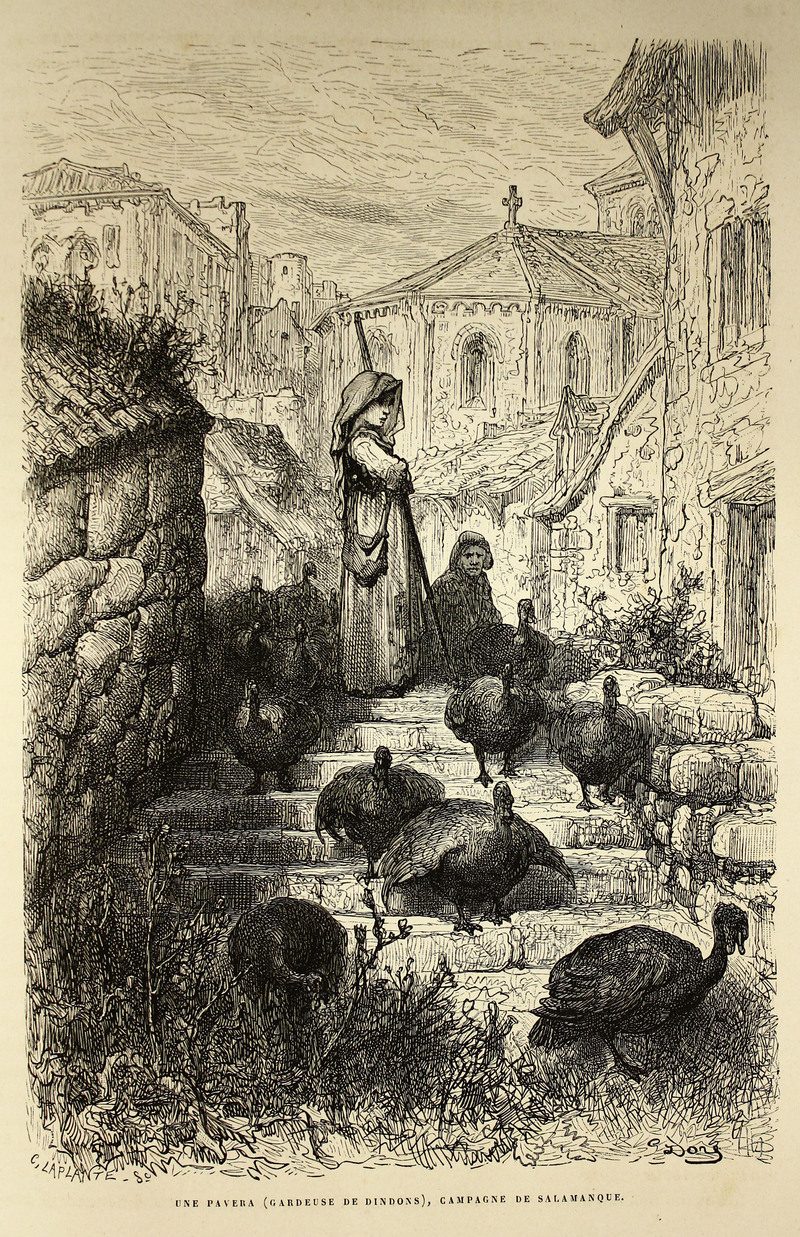 domesticated turkey (Meleagris gallopavo); DISPLAY FULL IMAGE.