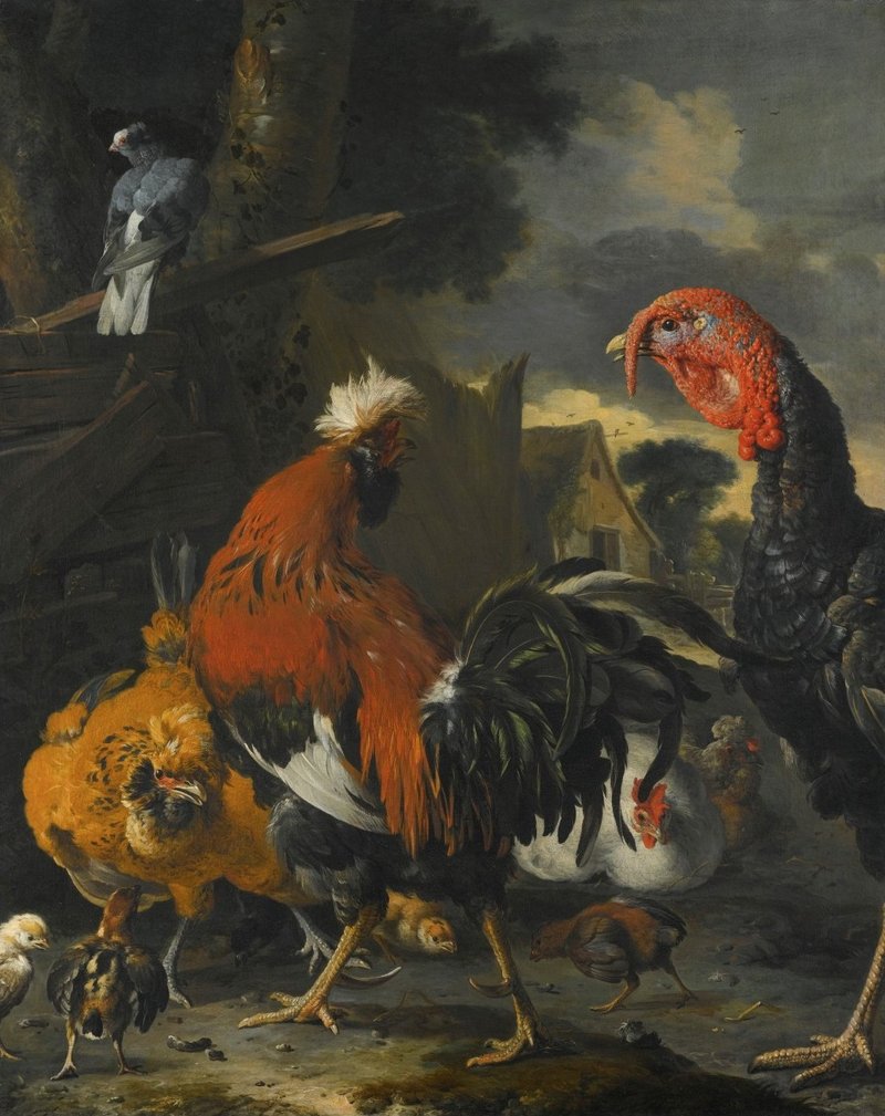 domesticated turkey (Meleagris gallopavo); DISPLAY FULL IMAGE.