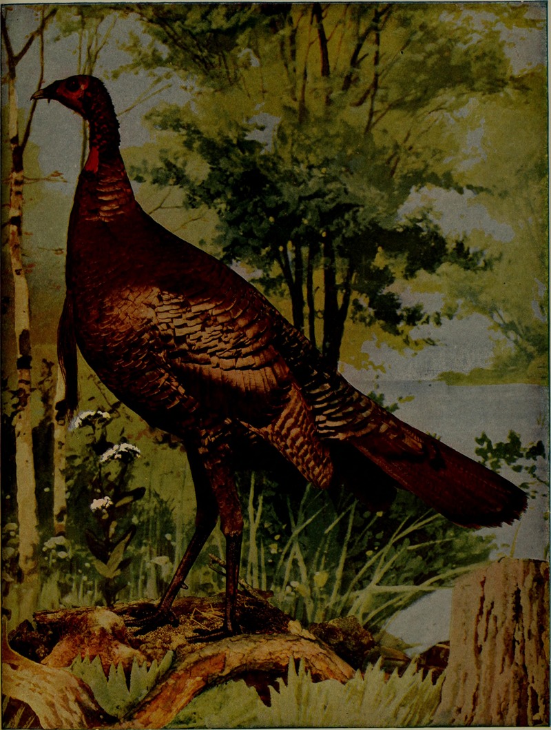 domesticated turkey (Meleagris gallopavo); DISPLAY FULL IMAGE.