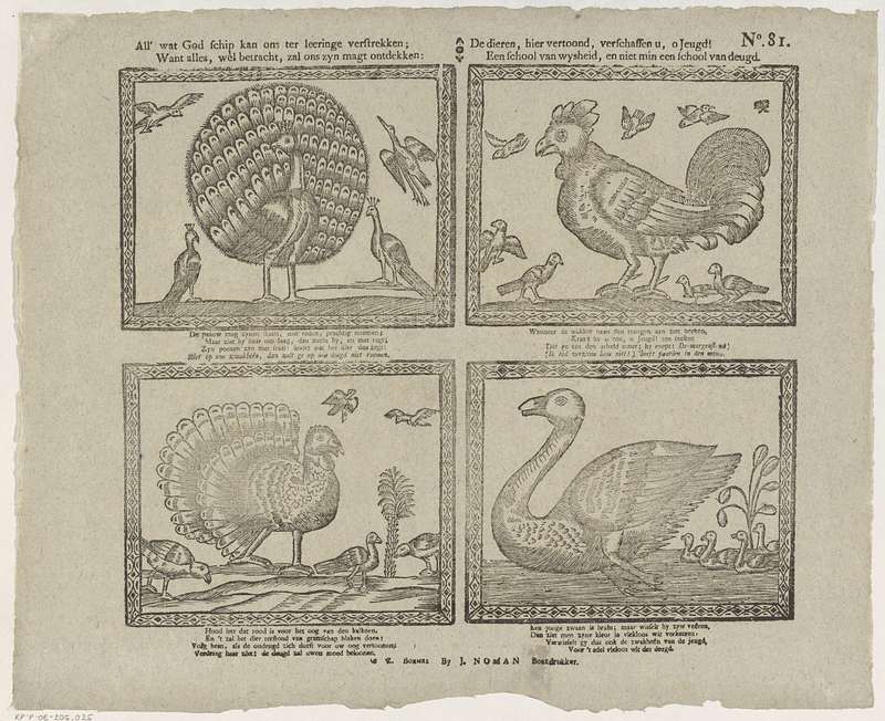 domesticated turkey (Meleagris gallopavo); DISPLAY FULL IMAGE.