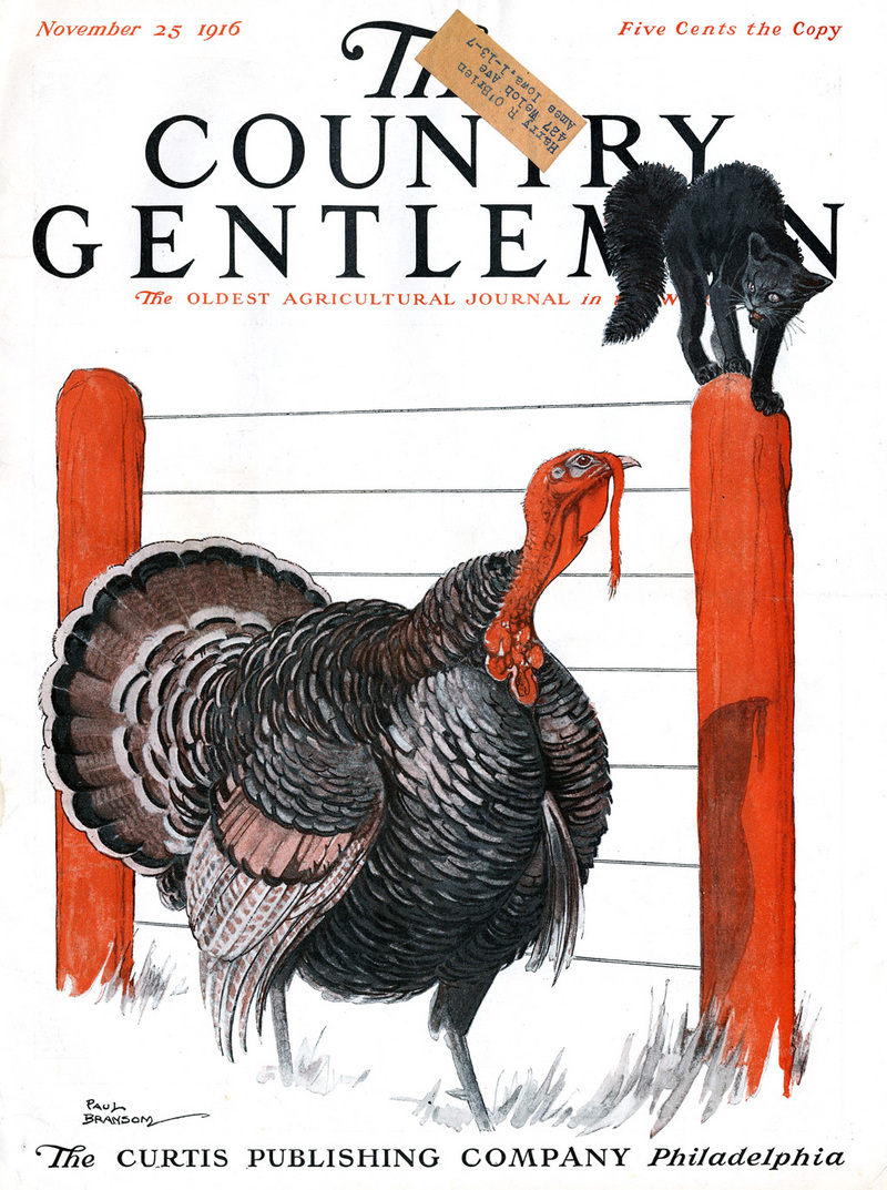 domesticated turkey (Meleagris gallopavo); DISPLAY FULL IMAGE.