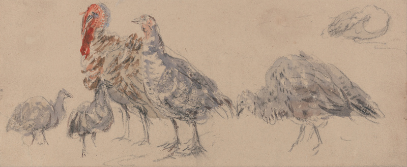 domesticated turkey (Meleagris gallopavo); DISPLAY FULL IMAGE.